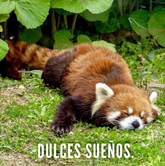 Гималайская красная Панда