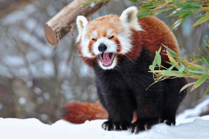 Малая Панда Стайана