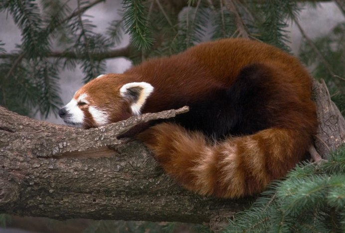 Малая Панда (Ailurus Fulgens