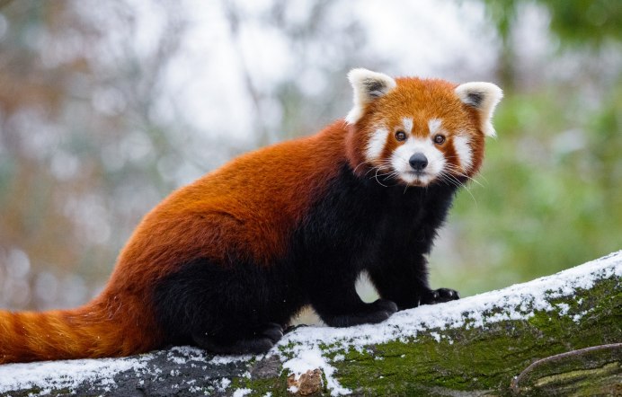 Гималайская красная Панда