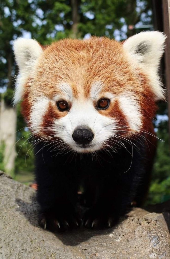 Малая Панда