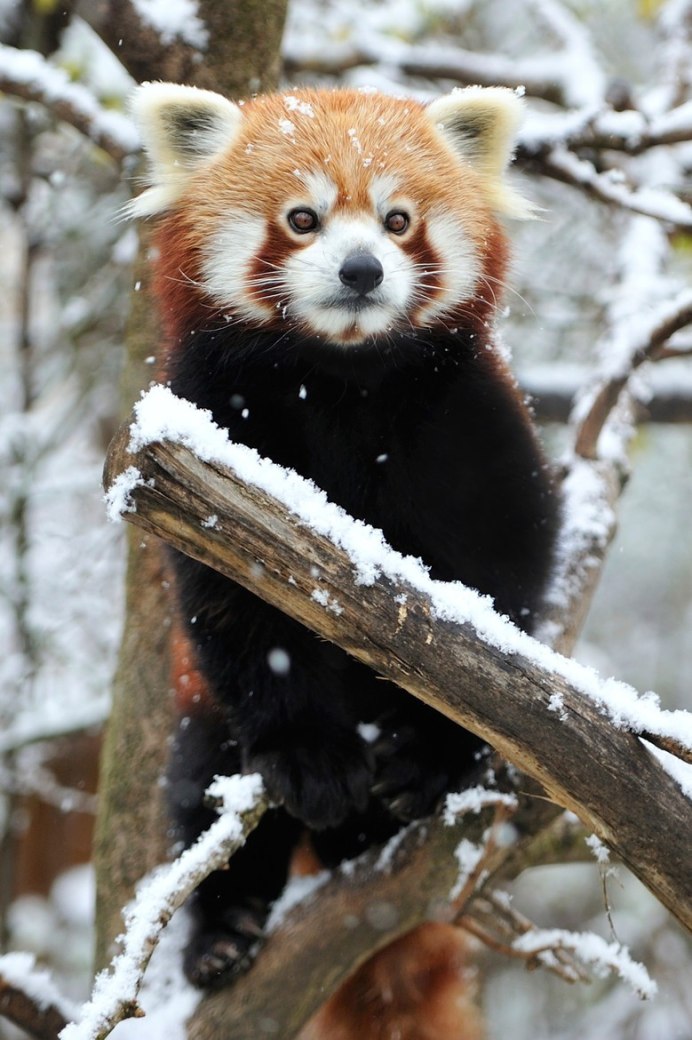 Красная енотовидная Панда