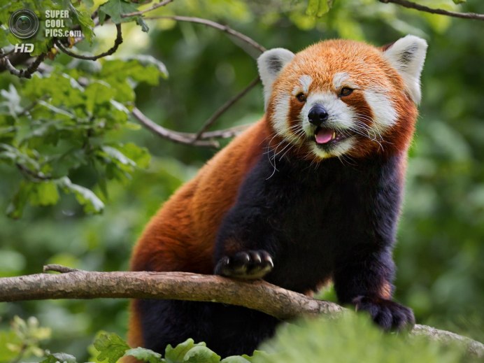 Панда и малая Панда