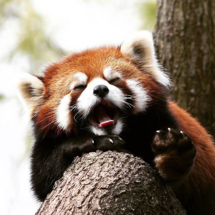 Малая Панда Стайана