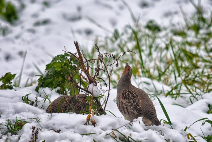 Серая куропатка (Perdix Perdix)