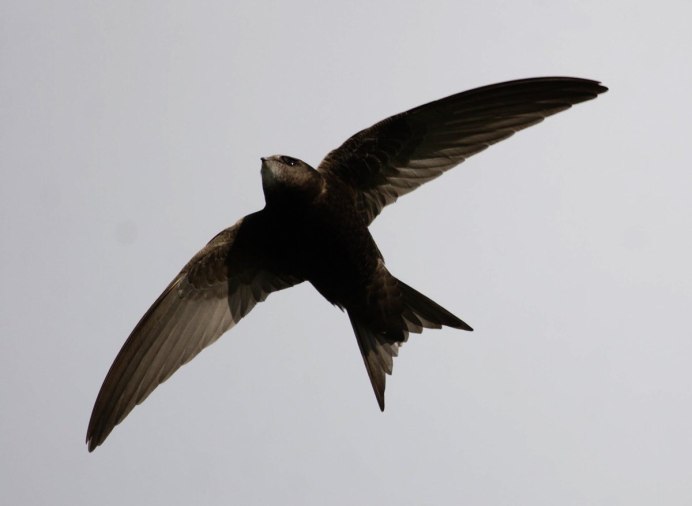 Картинка Ласточка для детей в детском саду