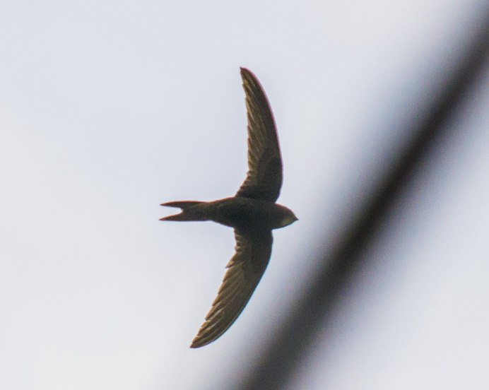 Стриж на белом фоне