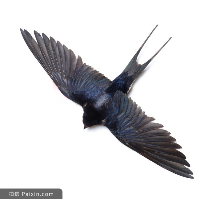 Ласточка на прозрачном фоне