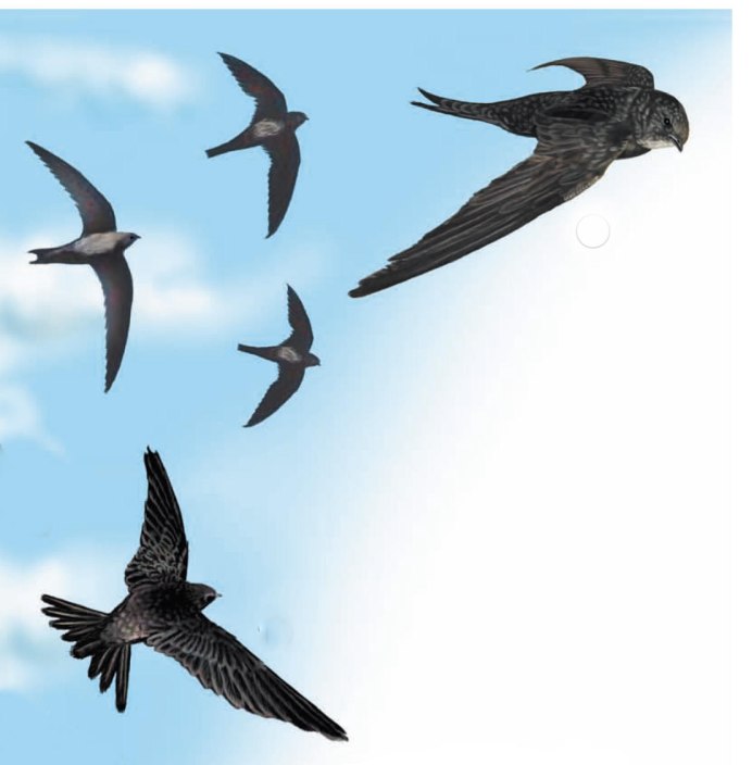 Стриж для детей