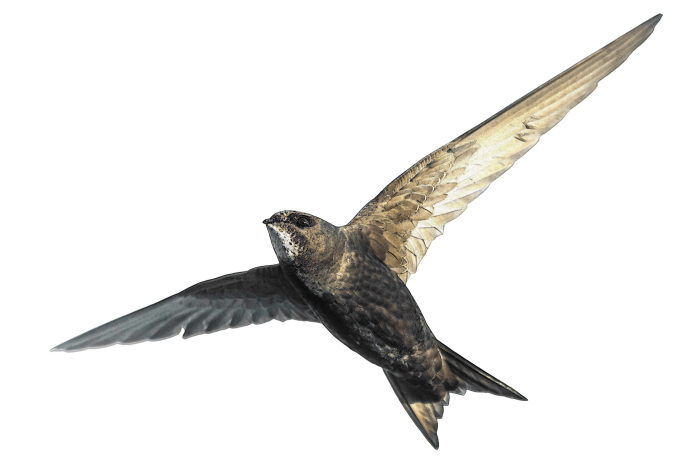 Стриж птица