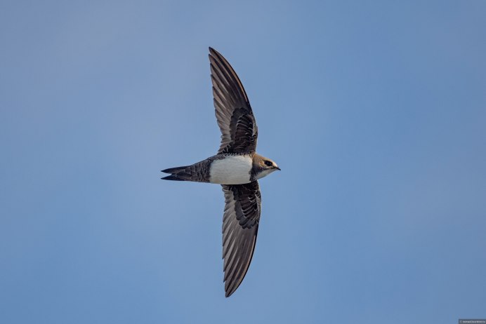 Ласточка птица