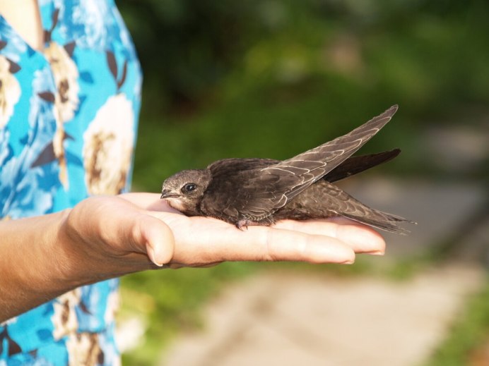 Ласточка городская (Delichon urbicum)