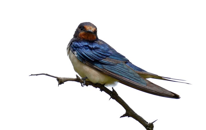 Птица Стриж на прозрачном фоне