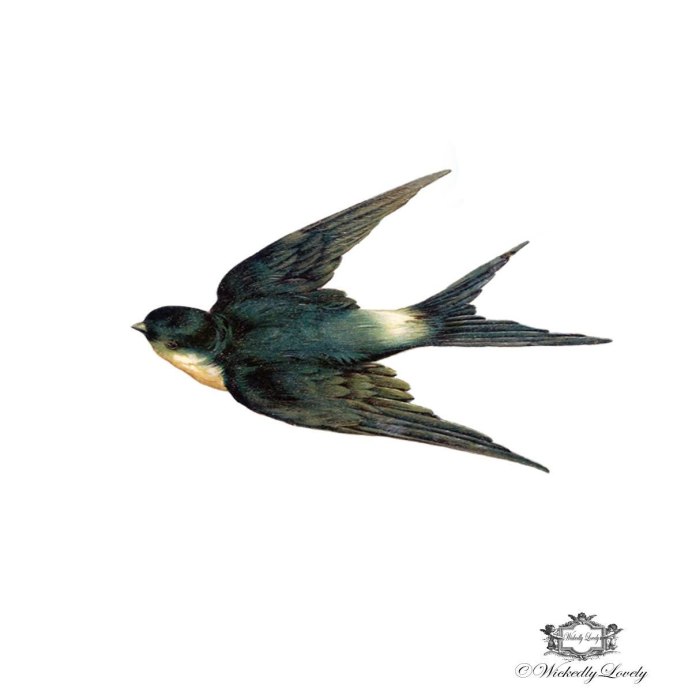 Стриж на прозрачном фоне