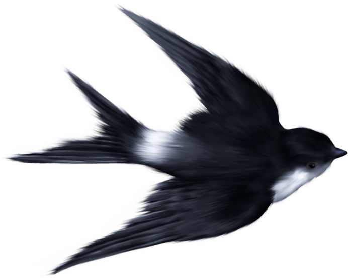 Альпийский Стриж