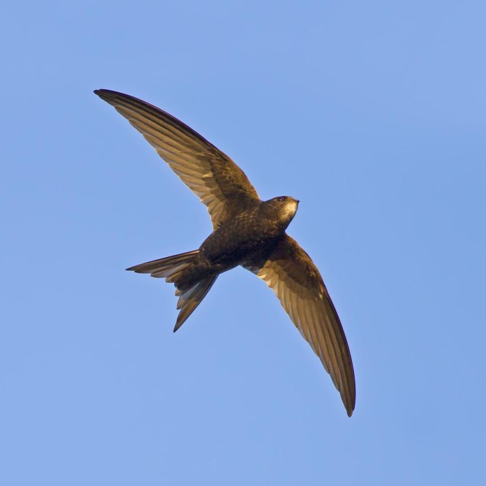 Стрижи и чижи фото