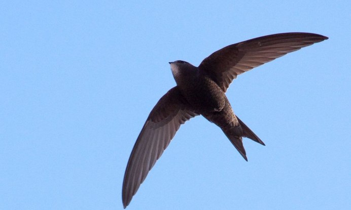 Черный Стриж на белом фоне