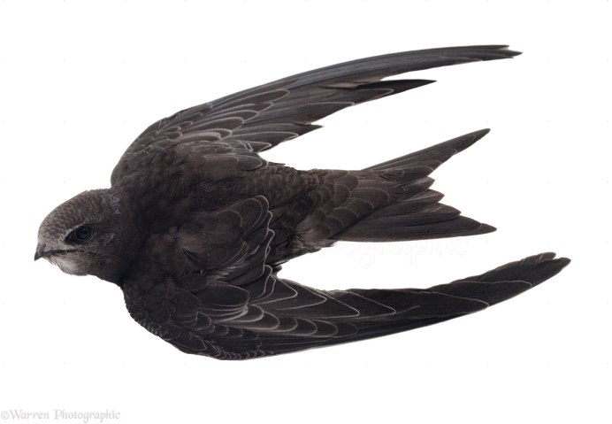 Стриж на белом фоне