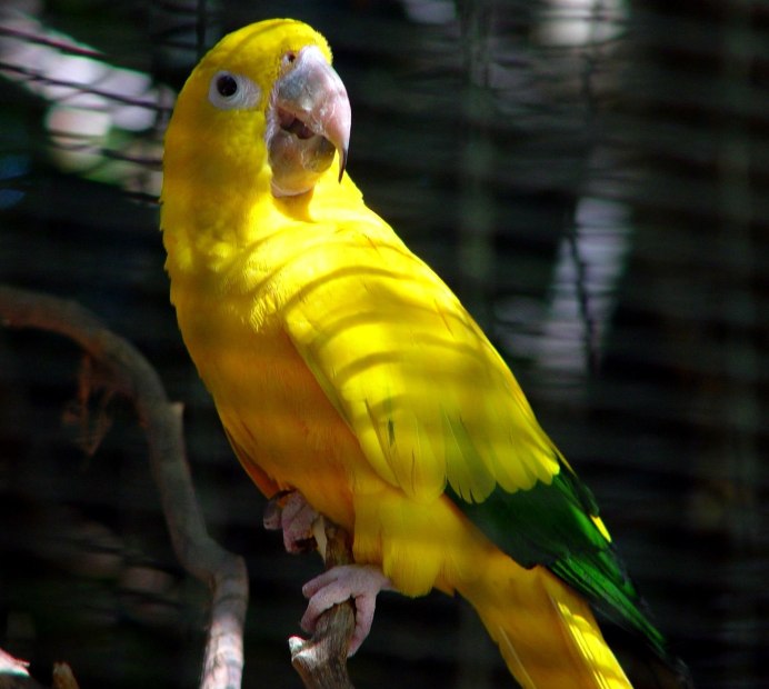 Myiopsitta monachus