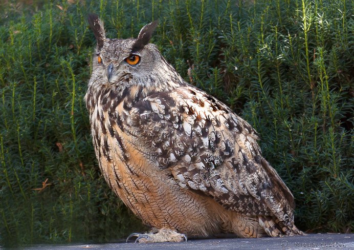 Филин Bubo Bubo