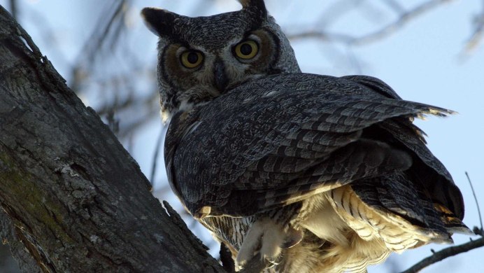 Черная ушастая Сова