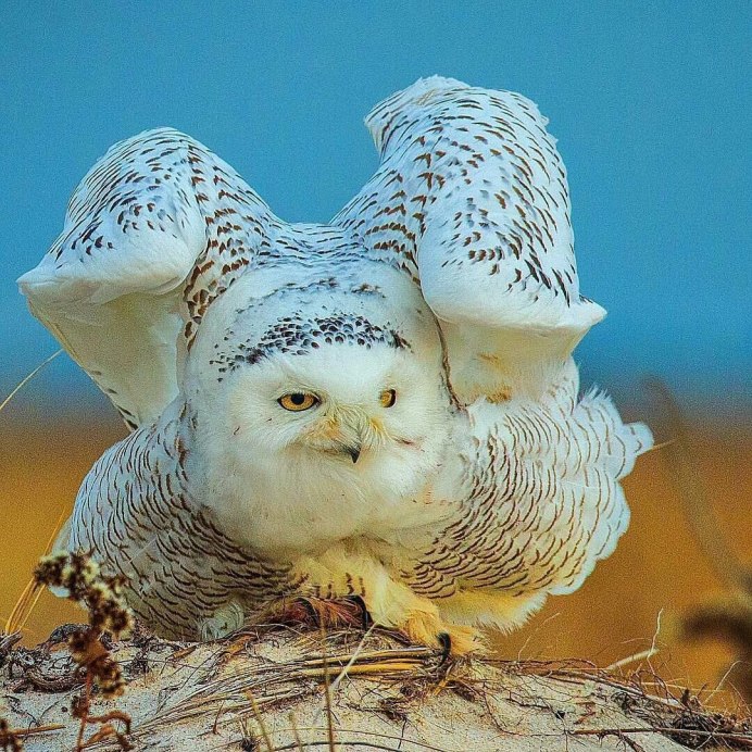 Совообразные Полярная