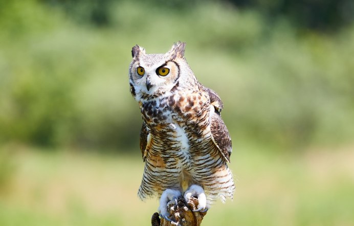 Bubo Bubo (Linnaeus, 1758) Краснодарский край