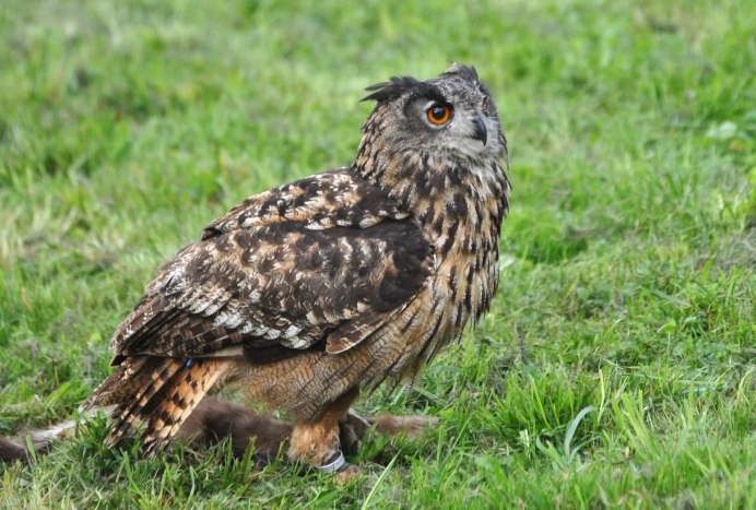 Совы прижались