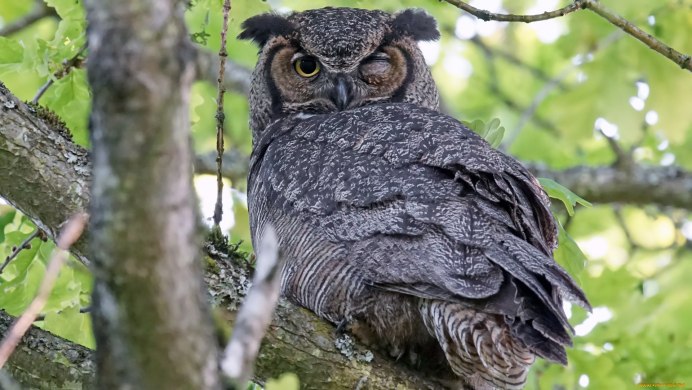 Филин и Сова