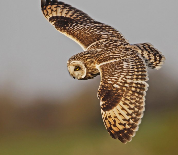 Ушастая Сова полет