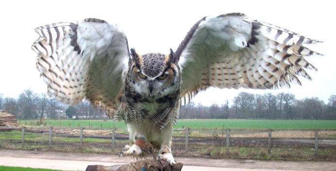 Филин атакует