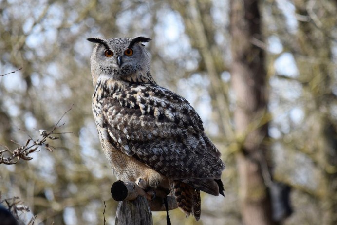 Виргинский Филин лапа