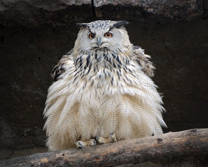 Филин сбоку