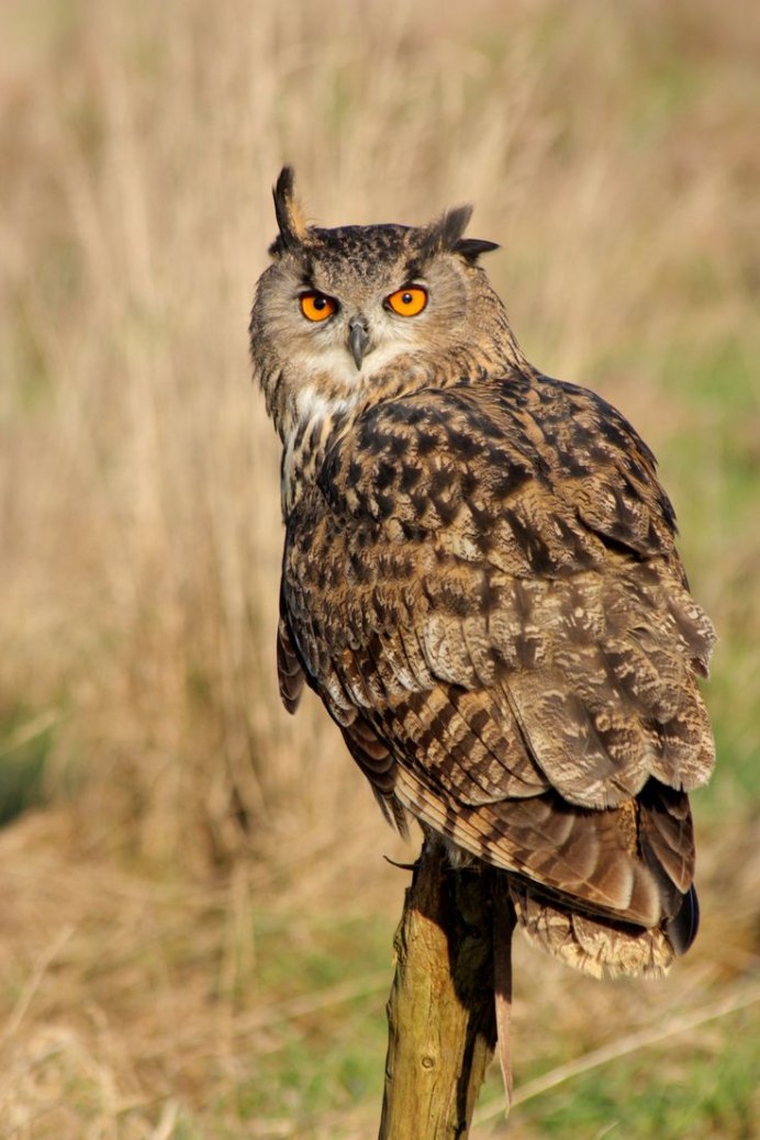 Гвинейский Филин