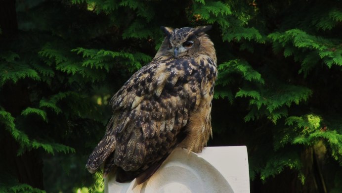 Совы Калининградской области