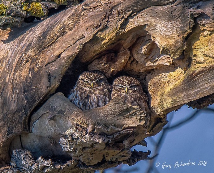 Байгуш Сова