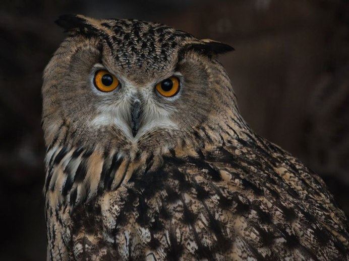 Совы Башкирии