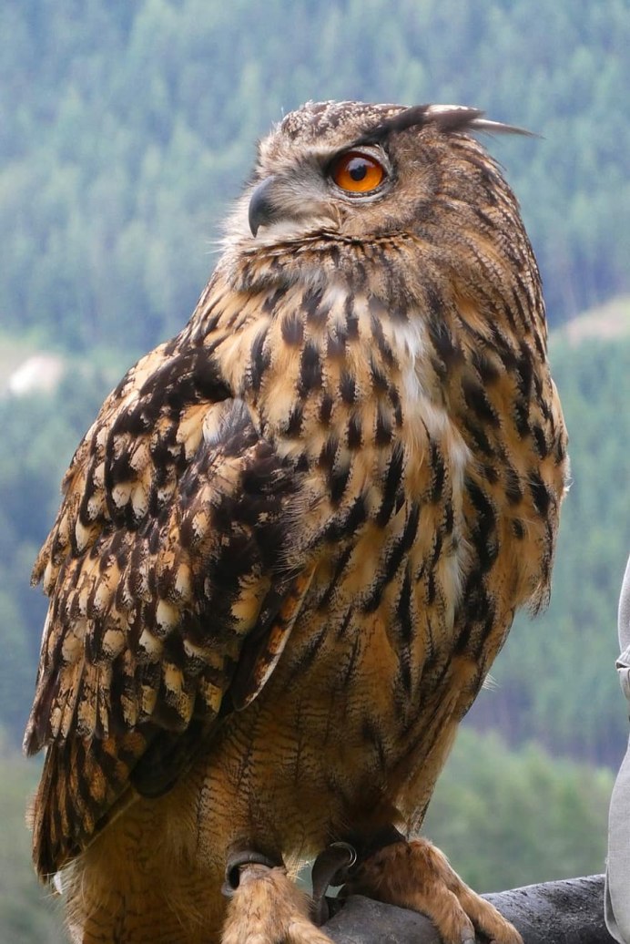 Евразийский Филин