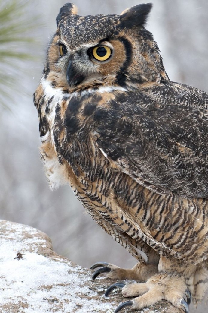 Руслан Филин Филин скул