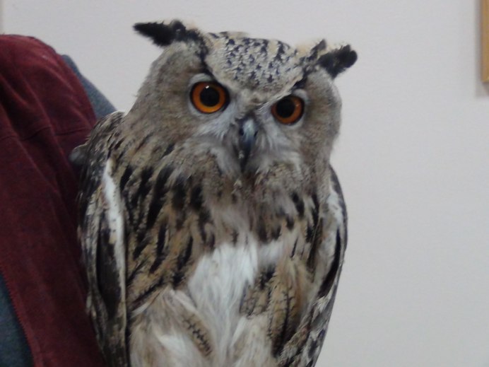 Бенгальский Филин