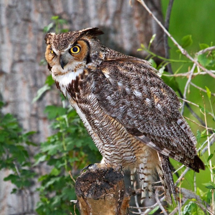 Абиссинский Филин