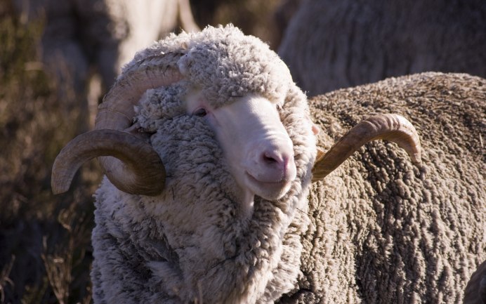 My Sheep