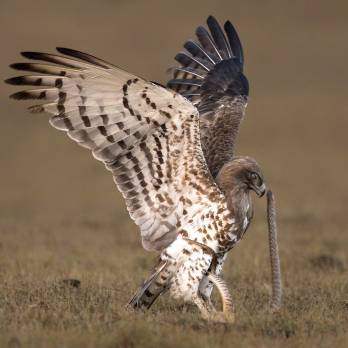 Обыкновенный канюк Buteo Buteo