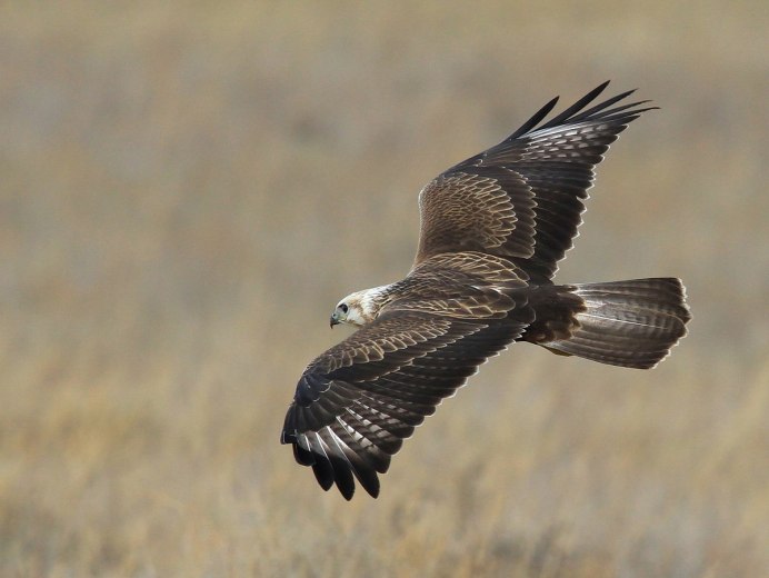 Канюк обыкновенный, Сарыч (Buteo Buteo)