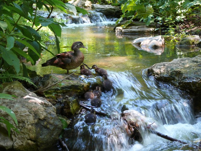 Птицы живущие возле воды