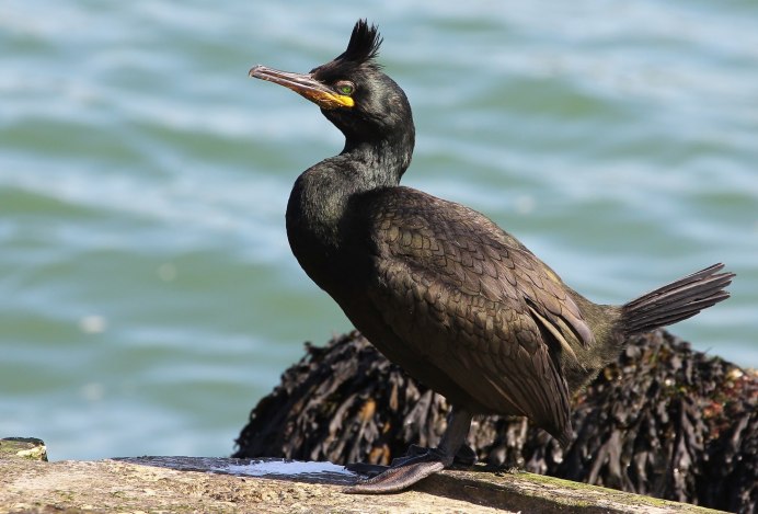 Большой Баклан Phalacrocorax Carbo