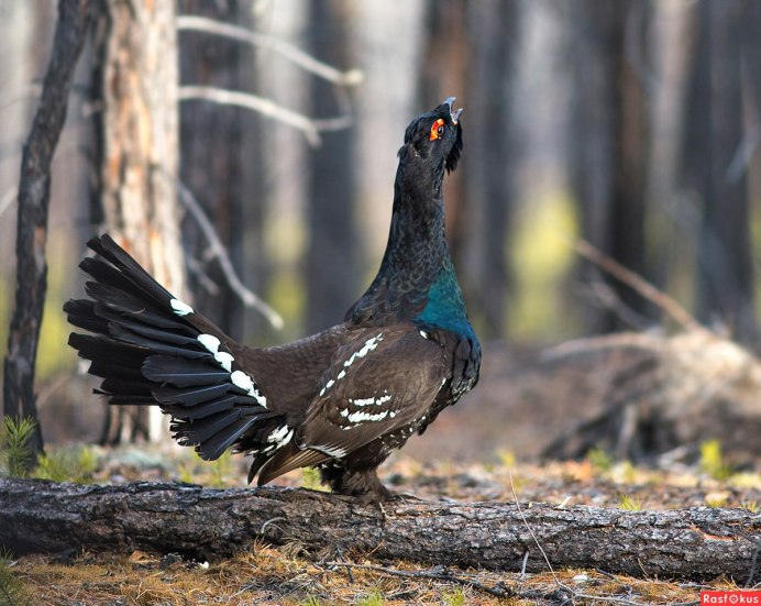 Глухарь - Capercaillie