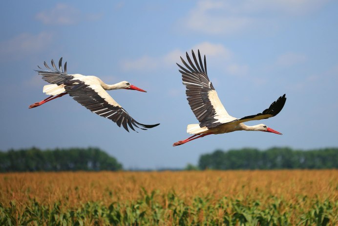 Ciconia Ciconia