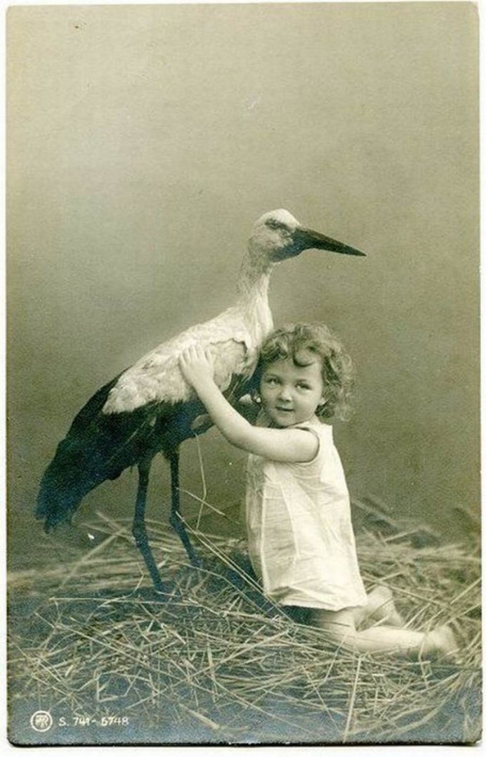 Член аиста