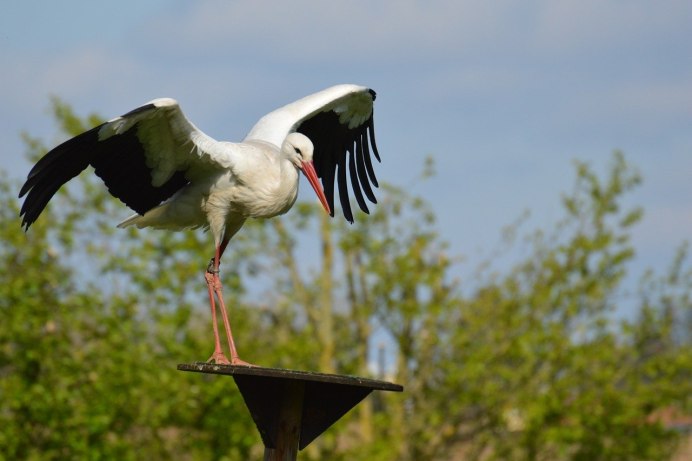 Трофический ареал белого аиста (Ciconia Ciconia)